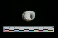 藏品(粗紋蜑螺)的圖片